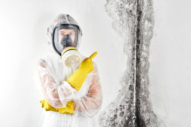 Why You Should Choose Our Mold Remediation Services in Mendon, UT