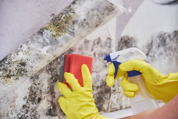 Best Mold Prevention Services in Mendon, UT